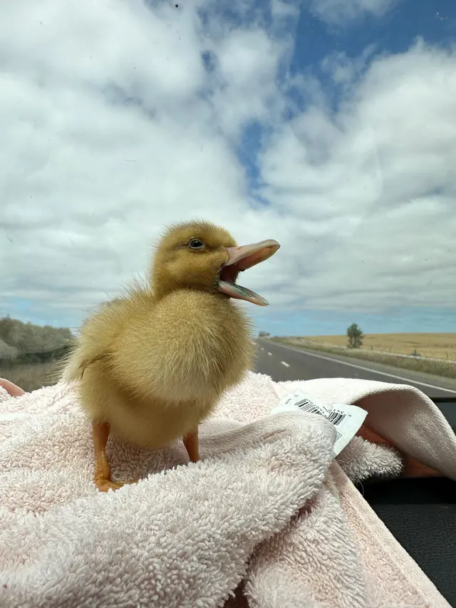 A fluffy yellow duckling standing on a pink towel, with a country road and cloudy sky behind it.