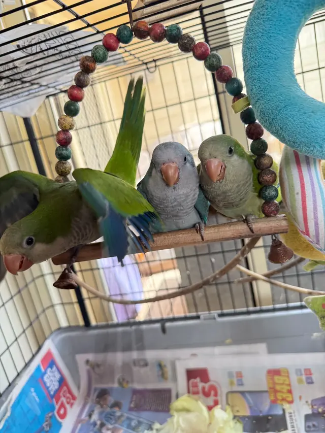 Green and blue-grey parrots perched together on a swing hung with colourful beads.