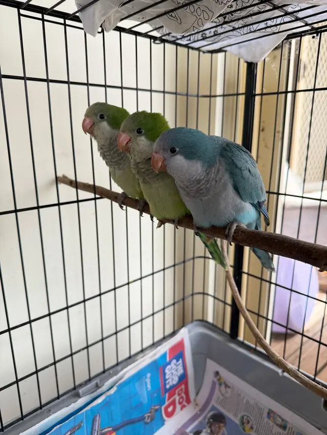 Two green parrots and one blue-grey parrot perched in a row on a wooden branch.
