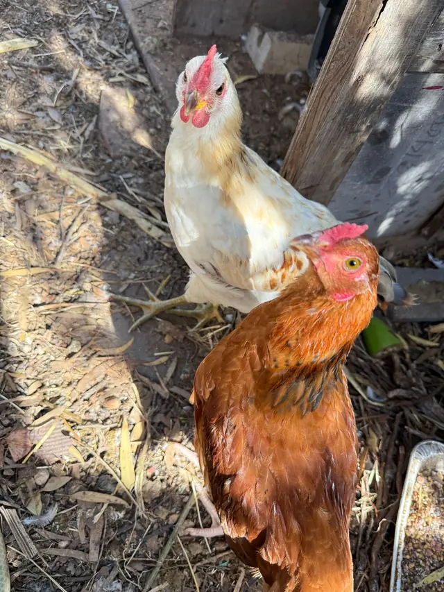 A white hen and a golden-brown hen standing together in a sunlit yard.