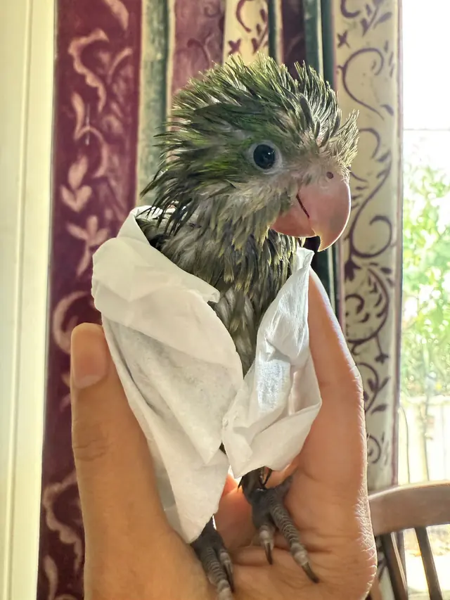 A young parrot with fluffy, ruffled feathers, wrapped in a soft tissue and held in a hand.