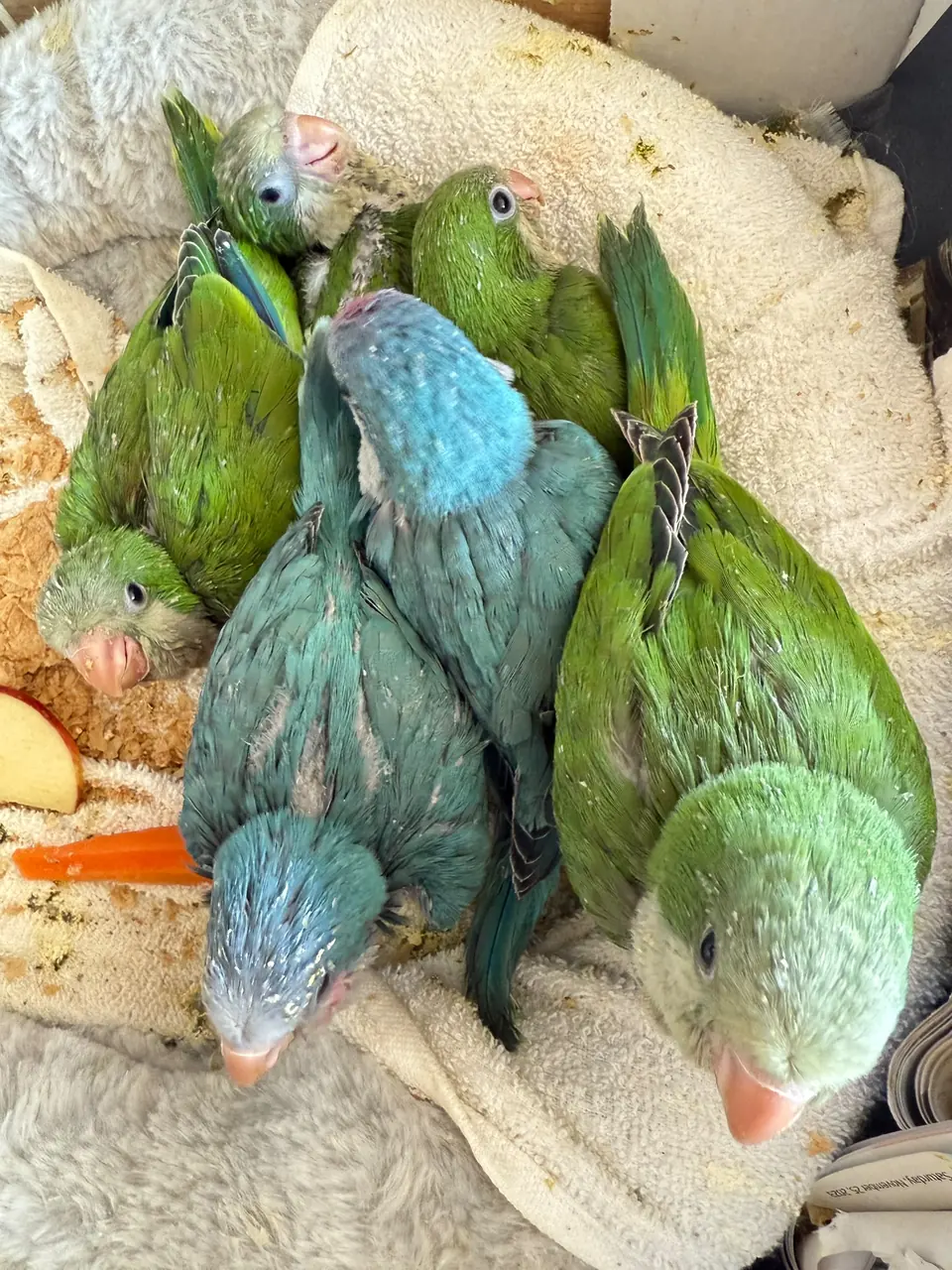 Young green and turquoise parrots snuggled together in a soft fleece nest.