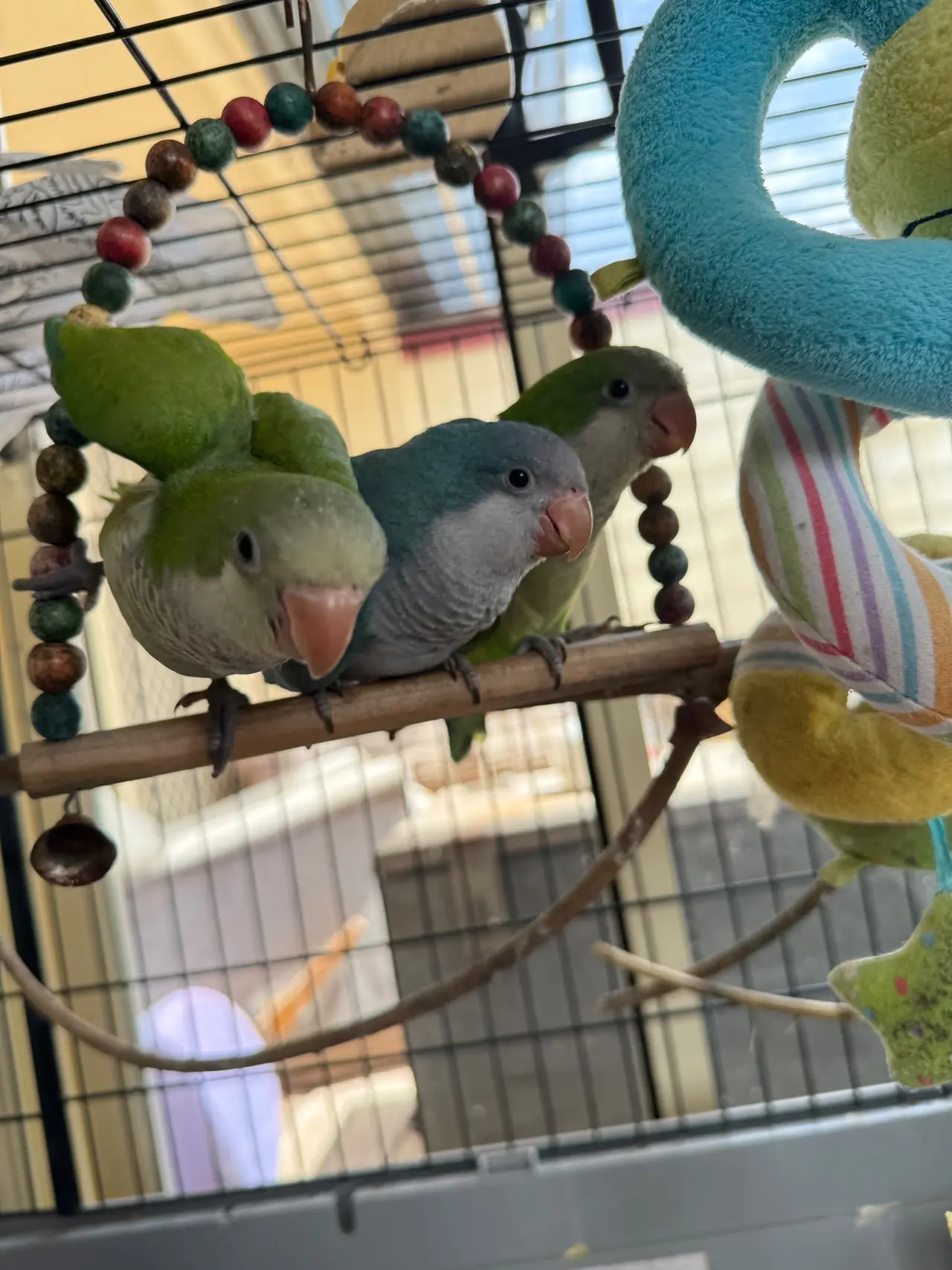Three parrots, two green and one blue-grey, perched side by side on a swing hung with colourful beads.